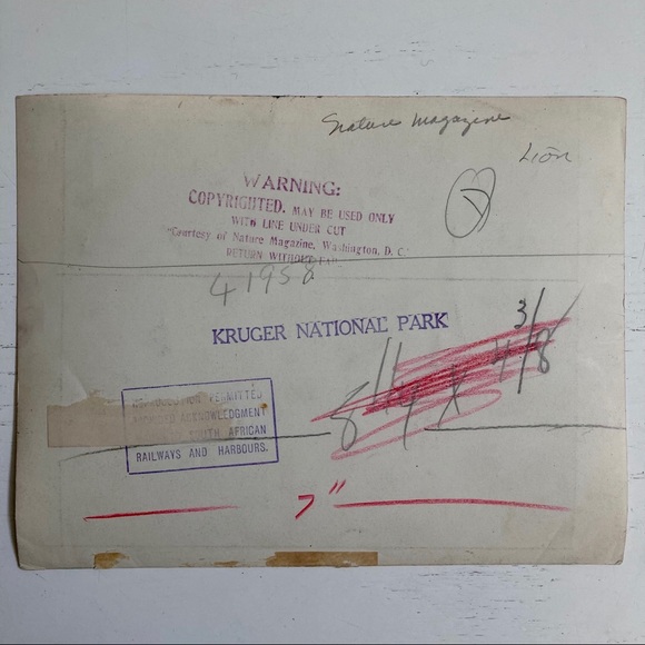 Lot of 5 Vintage Nature Magazine Press Photos 1927 - Picture 7 of 11